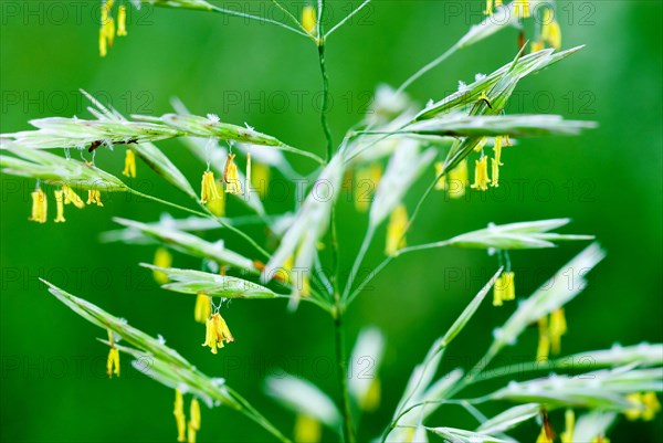 Erect brome (Bromus erectus) Aufrechte Trespe, Altmuehltal, Bavaria, Germany, Europe