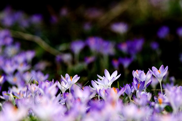 Spring crocus (Crocus Vernus) Munich, Bavaria, Germany, Europe