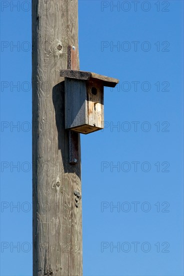 A simple wooden nesting box hangs on a wooden telephone pole, blue sky