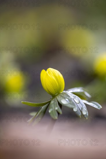 Flowering winter aconite (Eranthis hyemalis), Weinviertel, Lower Austria