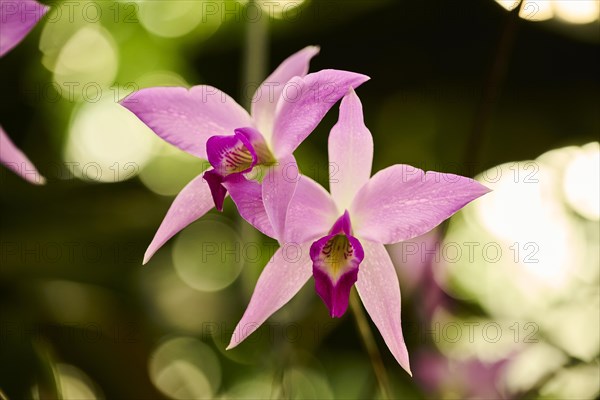 Bamboo orchid (Arundina graminifolia) flower growing in a greenhouse, Bavaria, Germany, Europe