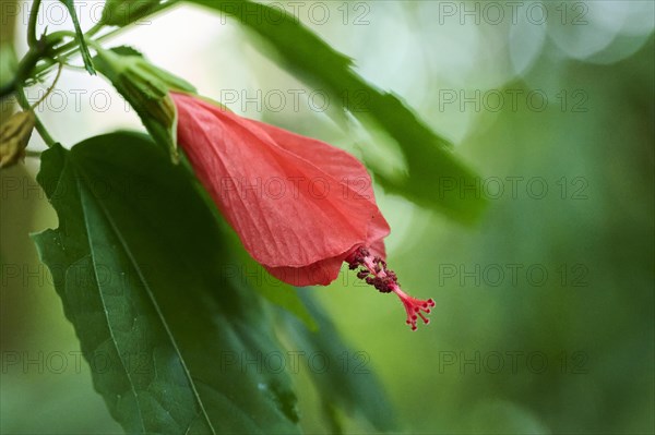 Wax mallow (Malvaviscus arboreus) flower growing in a greenhouse, Bavaria, Germany, Europe