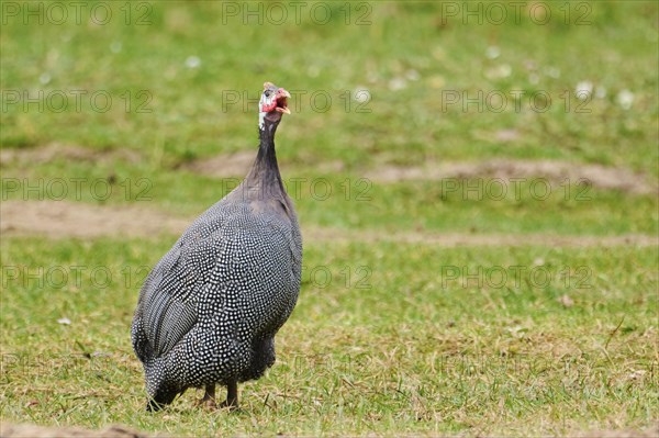 Helmeted guineafowl (Numida meleagris) on a meadow, Bavaria, Germany, Europe