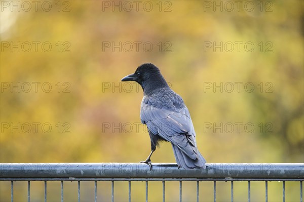 Carrion crow (Corvus corone) sitting on a fence, Bavaria, Germany, Europe