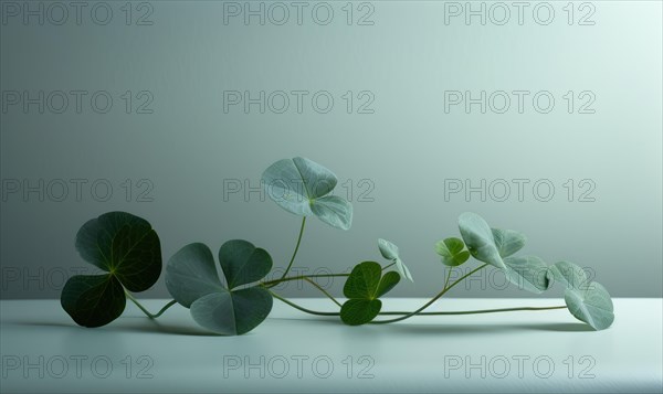 Green clover plant leaves on white table with copy space. AI generated