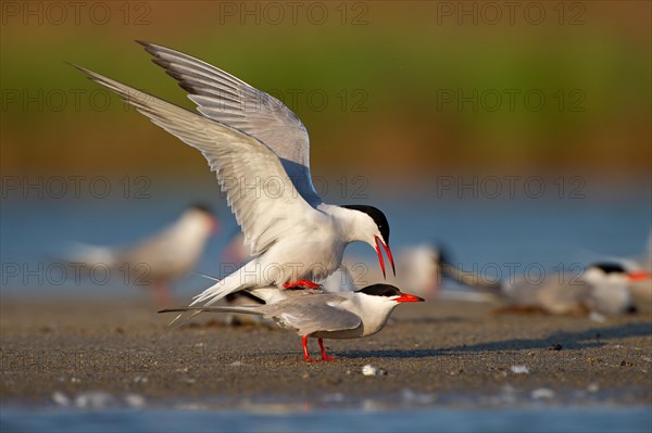 Common Tern (Sterna hirundo), copulation, mating, Danube Delta Biosphere Reserve, Romania, Europe