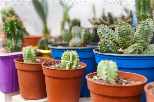 Various types of succulent in flower pots in the greenhouse. Closeup, selective focus