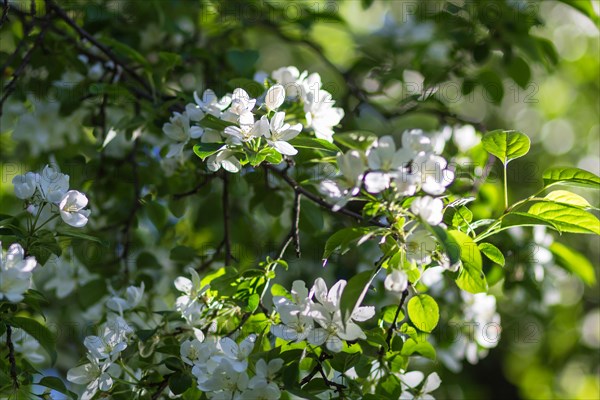 Blooming apple trees in spring park