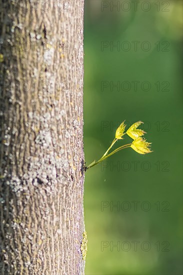 Young green leaves of maple in spring