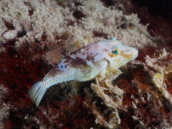 Pufferfish (Canthigaster rostrata) at night. Dive site El Cabron marine reserve, Arinaga, Gran Canaria, Spain, Atlantic Ocean, Europe