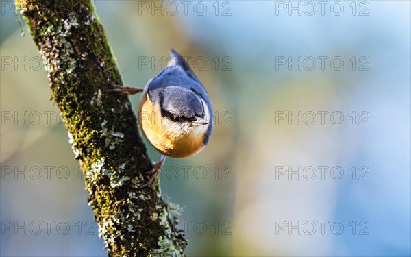 Eurasian Nuthatch, Sitta europaea bird in forest at winter sun