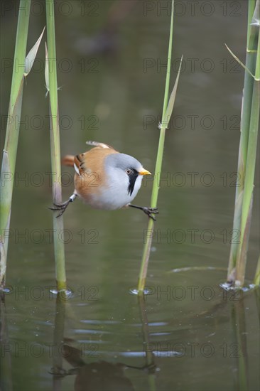 Bearded tit or reedling (Panurus biarmicus) adult male bird balancing on two Common reed stems in a reedbed, England, United Kingdom, Europe