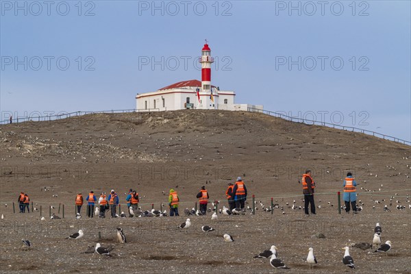 Cruise passengers walk in a line between seagulls to the lighthouse in the Penguin National Park on Magdalena Island, Magellanes, Patagonia, Chile, South America