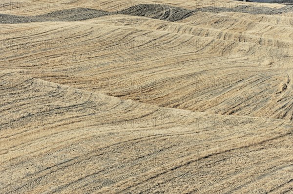 Harvested wheat field, landscape north of Sorano, Tuscany, Italy, Europe