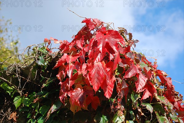 Virginia creeper at autumn