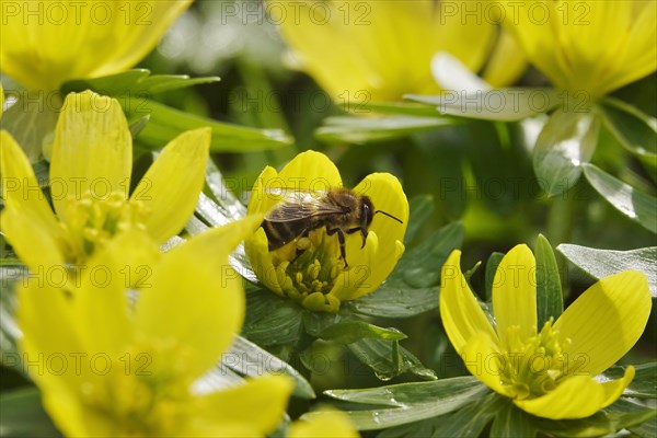 Winter aconites (Eranthis hyemalis), February, Germany, Europe