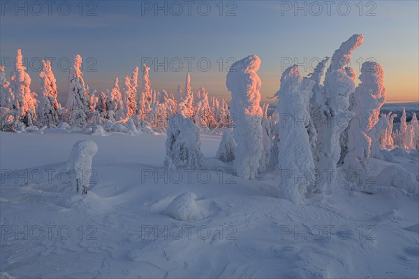 Snow-covered trees in tundra, Arctic, evening light, winter, Dalton Highway, Alaska, USA, North America
