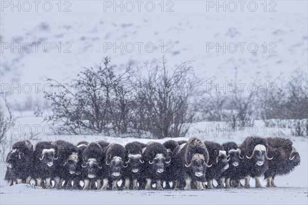 Musk oxen (Ovibos moschatus), herd in a snowstorm, standing, North Slope, Alaska, USA, North America