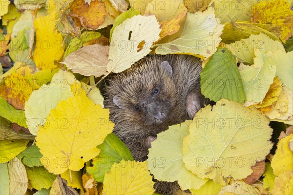 European hedgehog (Erinaceus europaeus) adult animal resting amongst fallen autumn leaves, Suffolk, England, United Kingdom, Europe
