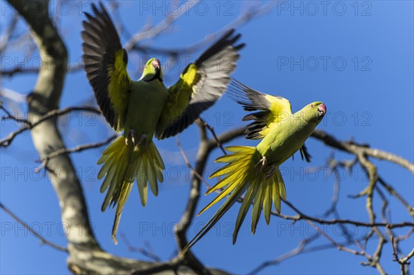 Two rose-ringed parakeet (Psittacula krameri) in flight, wildlife, Germany, Europe