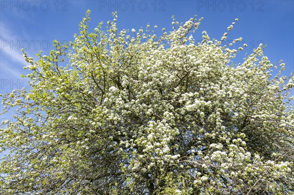 European pear (Pyrus communis), flowering, treetop, blue sky, Thuringia, Germany, Europe