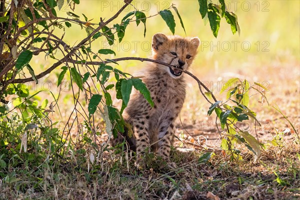Cheetah cub (Acinonyx jubatus) biting in a tree branch on the african savanna, Maasai Mara, Kenya, Africa