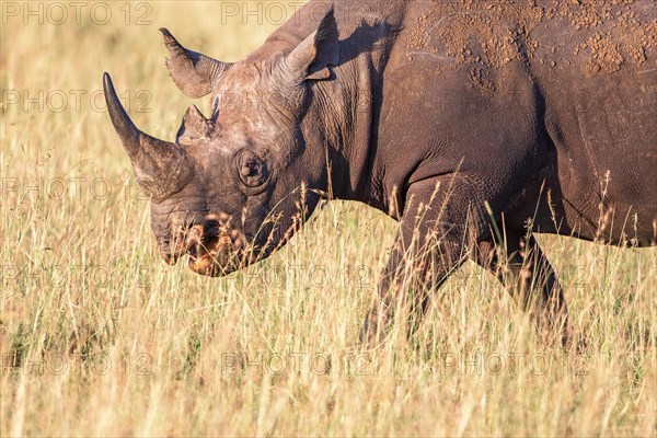 Black rhinoceros (Diceros bicornis) walking on the grassland in africa, Maasai Mara, Kenya, Africa