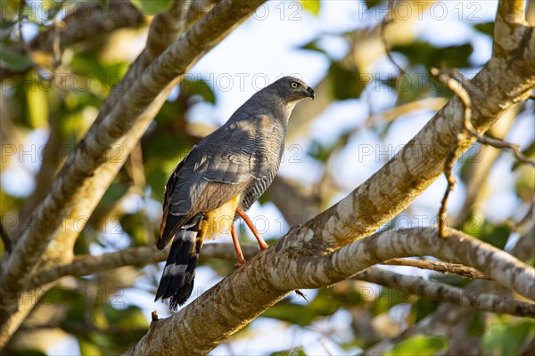 Stilt Buzzard (Geranospiza caerulescens) Pantanal Brazil