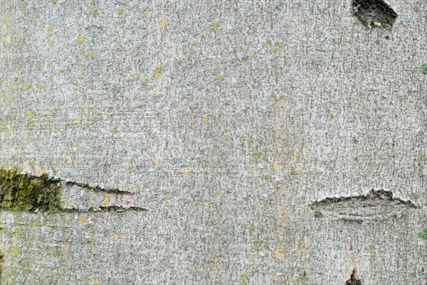 Common Beech (Fagus sylvatica) bark
