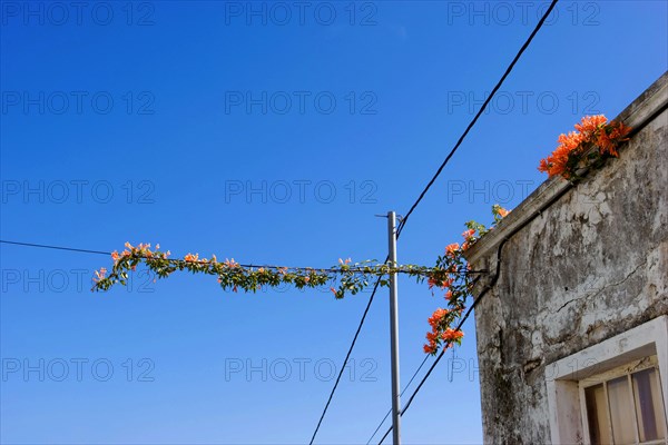 Flamevine or orange trumpet vine (Pyrostegia venusta) Feuer auf dem Dach, Feuerranke, La Palma, Canary Islands, Spain, Europe