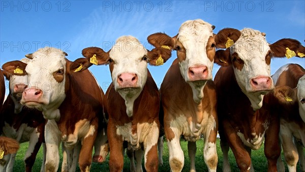 Cow herd near Dietramszell, Upper Bavaria, Germany, Europe