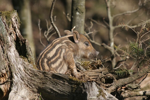 Wild boar (Sus scrofa) approx. 1 week old young boar sleeping on an old tree stump, Allgaeu, Bavaria, Germany, Europe
