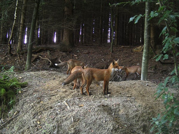 Fox (Vulpes vulpes) mother with cubs in front of the den at the edge of the forest, Allgaeu, Bavaria, Germany, Europe