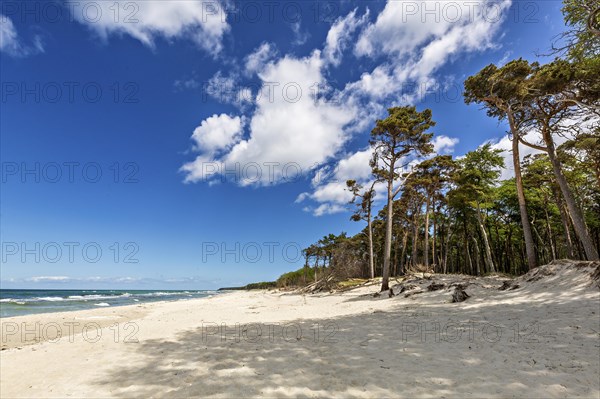A great cloudy sky over the western beach on the Darss with its beautiful trees