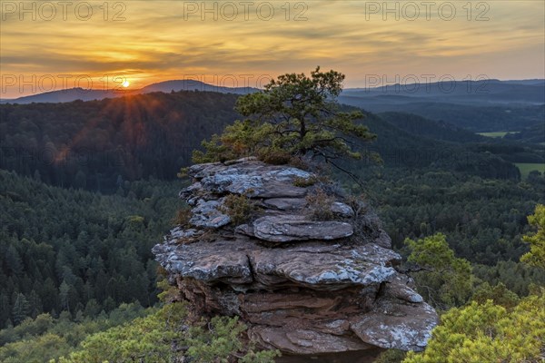 Sunset against the sun at the Buchkammer felsen with striking pine tree on the red rock in the Palatinate Forest