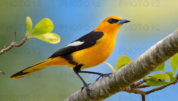 KI generated, animal, animals, bird, birds, biotope, habitat, one, individual, blue sky, foraging, wildlife, summer, seasons, eurasian golden orioles (Oriolus oriolus), oriole, tree, branch