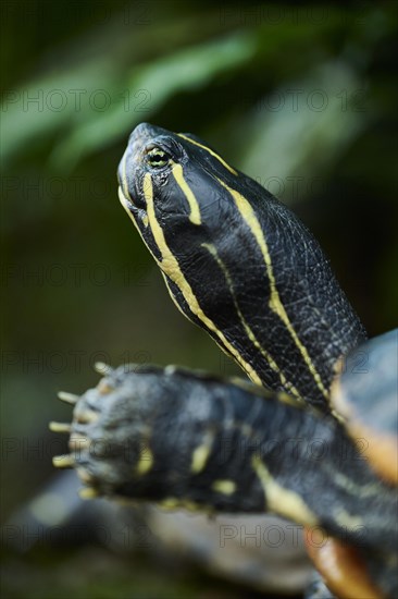 Red-eared slider (Trachemys scripta elegans), portrait, captive, Germany, Europe