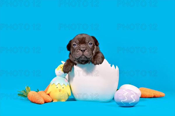 Cute black French Bulldog dog puppy with sitting in egg shell with Easter decoration on blue background