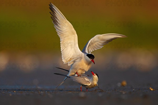 Common Tern (Sterna hirundo), copulation, mating, Danube Delta Biosphere Reserve, Romania, Europe