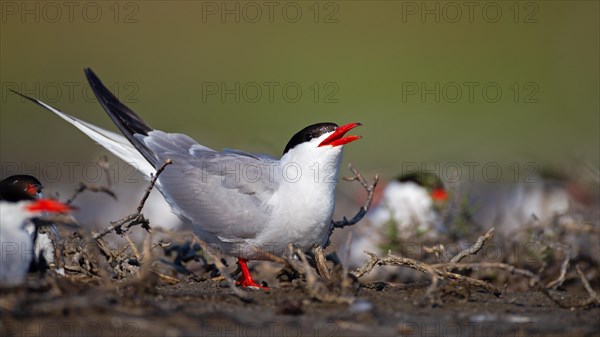 Common Tern (Sterna hirundo), calling in breeding colony, Danube Delta Biosphere Reserve, Romania, Europe