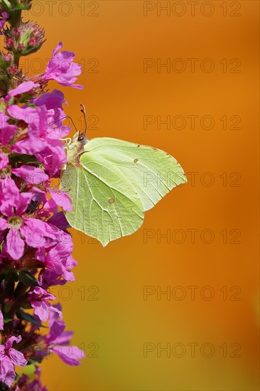 Brimstone (Gonepteryx rhamni) feeding on a flower of purple loosestrife (Lythrum salicaria), Wilden, North Rhine-Westphalia, Germany, Europe