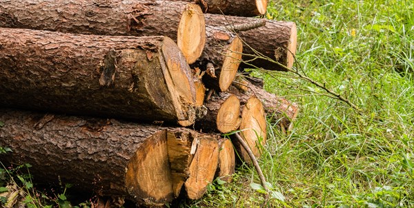 A neatly stacked pile of freshly cut wooden logs sitting on vibrant green grass, in South Korea