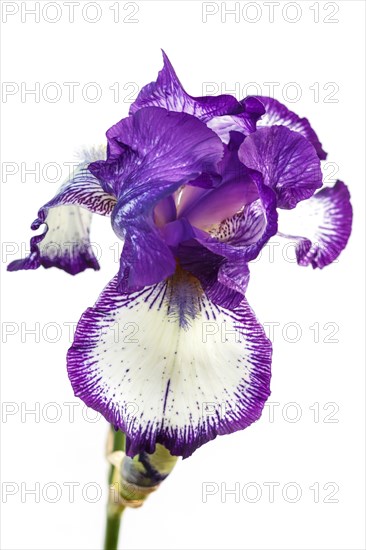 Beautiful multicolored iris flower isolated in white. Close up