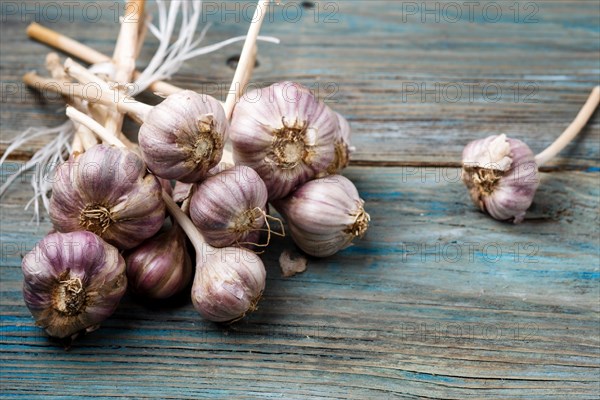 Fresh violet garlic on a blue rustic wooden background