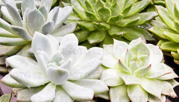 Various types of succulent in flower pots in the greenhouse. Closeup, selective focus