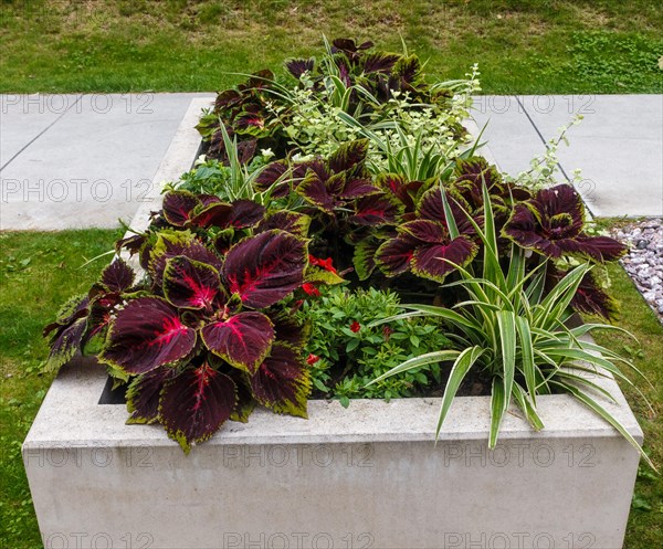 Complex flower bed of perennial plants in the city park. Druskininkai, Lithuania, Europe