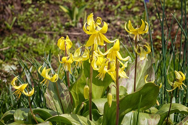 Yellow erythronium blooming in the spring in the garden