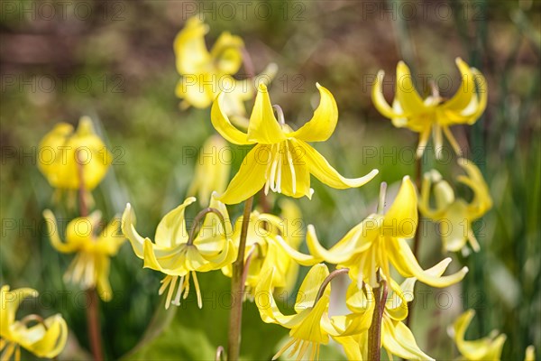 Yellow erythronium blooming in the spring in the garden