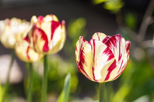 Beautiful rose and white tulip flowers with green blurred background