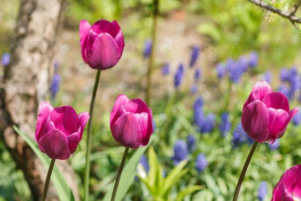 Beautiful rose tulip flowers with green blurred background